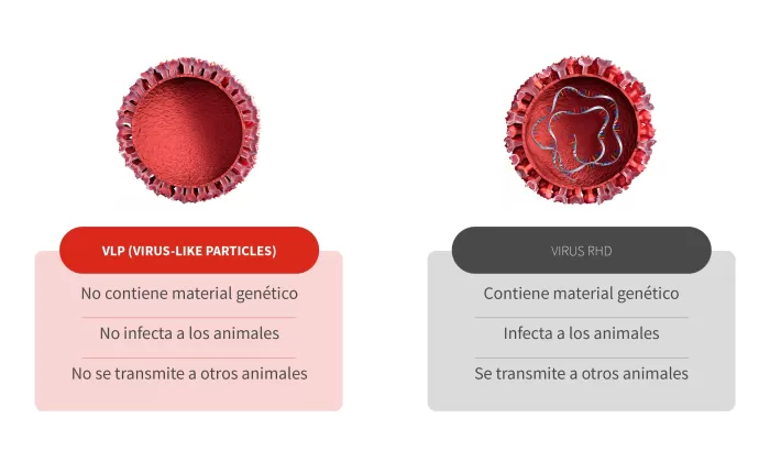 virus rhd conejos