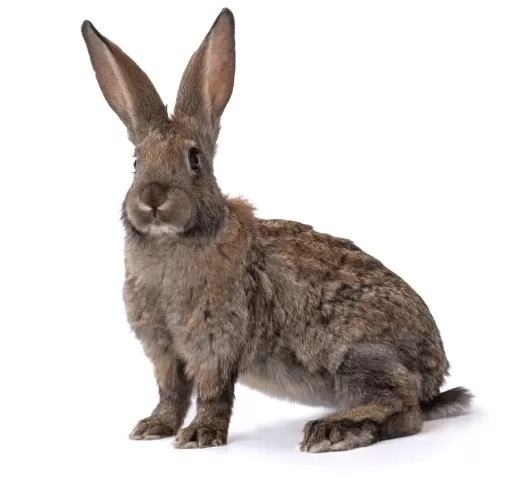 Rabbit Hemhorragic Disease