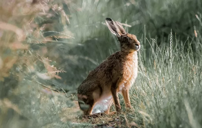 Hare Lepus