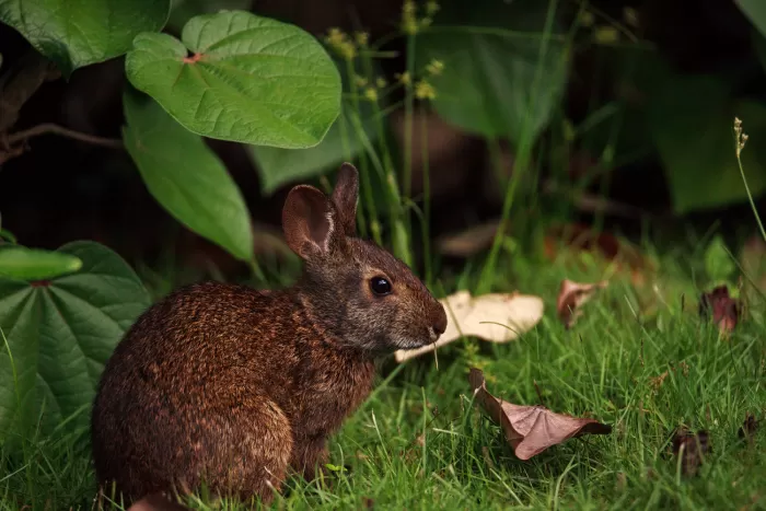 Marsh Rabbit Sylvilagus Palustris