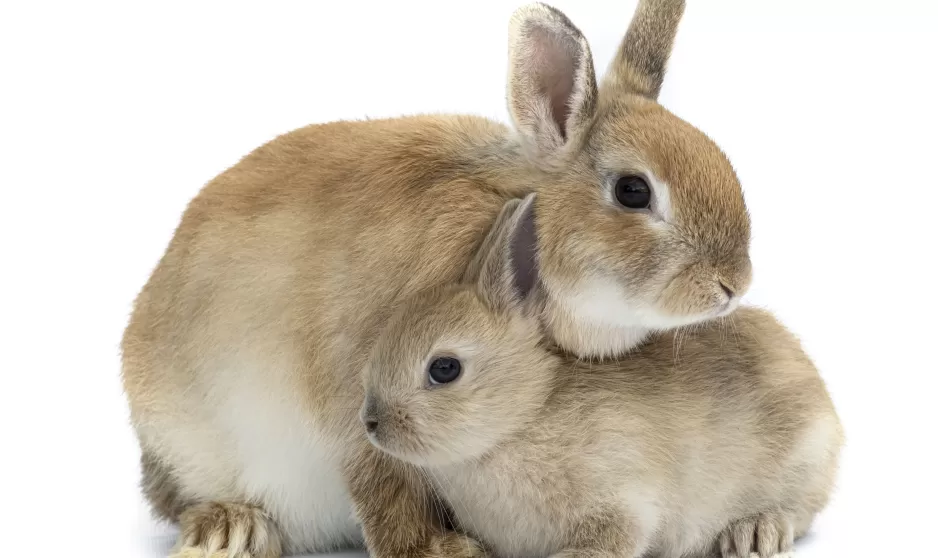 rabbit with mother